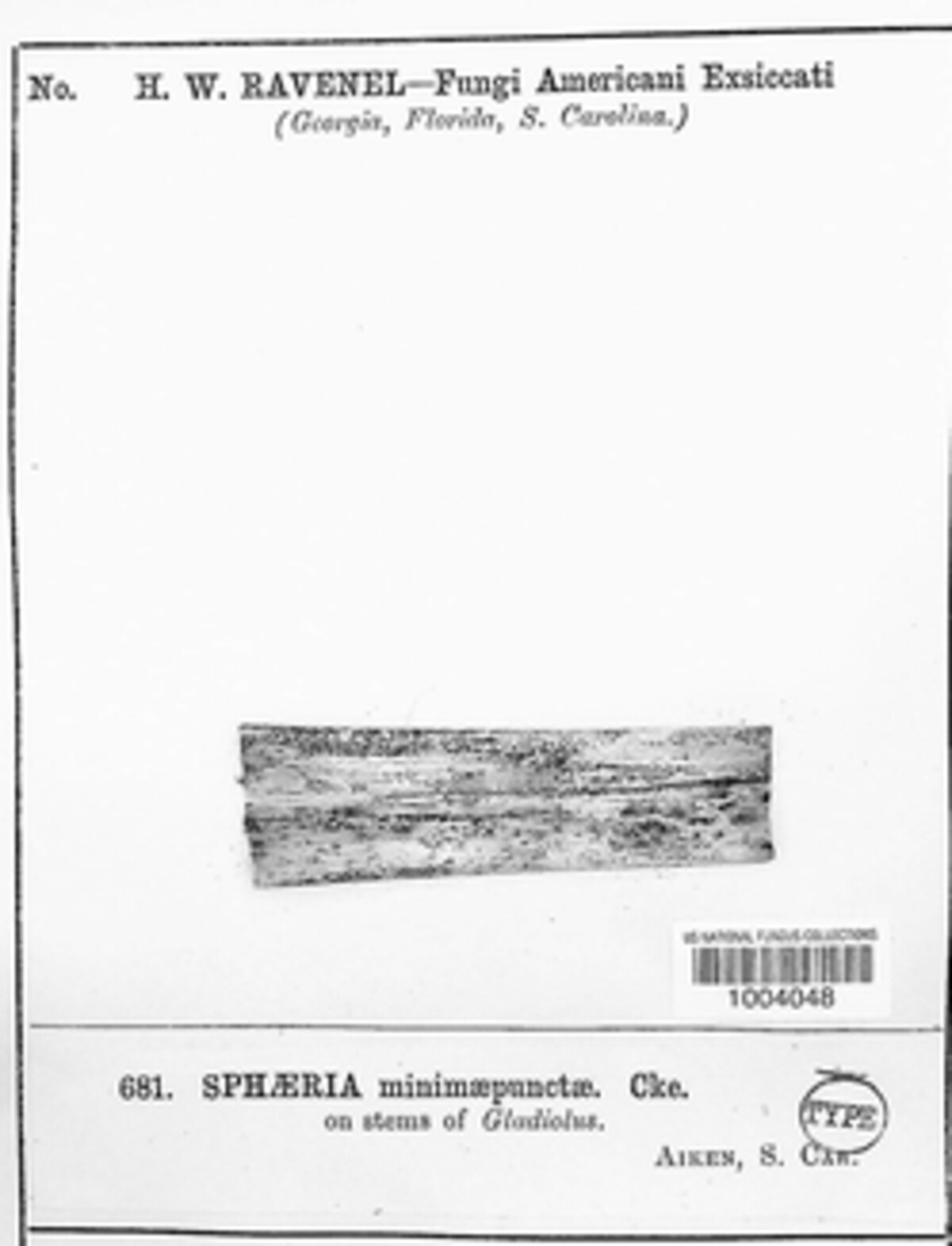 Mycosphaerella minimipuncta image